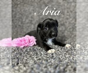 Mutt Dogs for adoption in Grafton, WI, USA