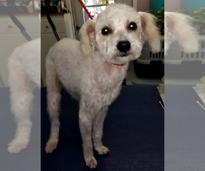 Maltipoo Dogs for adoption in McKinney, TX, USA