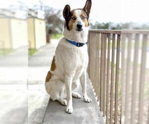 Siberian Husky-Unknown Mix Dogs for adoption in San Martin, CA, USA