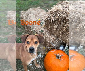 Beagle-Unknown Mix Dogs for adoption in Conway, AR, USA