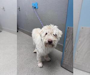 Siberian Husky-Unknown Mix Dogs for adoption in Las Vegas, NV, USA