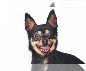Chihuahua-Unknown Mix Dogs for adoption in Pasadena, CA, USA