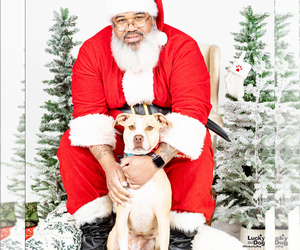 Retriever -Unknown Mix Dogs for adoption in Washington, DC, USA