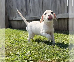 Jack Russell Terrier-Unknown Mix Dogs for adoption in Aurora, IN, USA