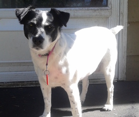 Rat Terrier Dogs for adoption in Mankato, MN, USA