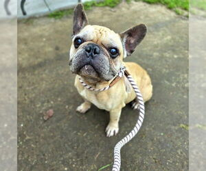 French Bulldog Dogs for adoption in Long Beach, CA, USA