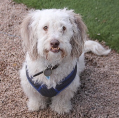 Lhasa-Poo Dogs for adoption in phoenix, AZ, USA