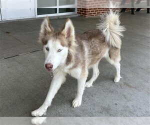 Small Siberian Husky Mix