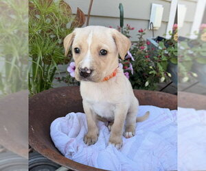 Labrador Retriever-Unknown Mix Dogs for adoption in Duluth, MN, USA