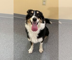 Border Collie-Unknown Mix Dogs for adoption in Low Moor, VA, USA