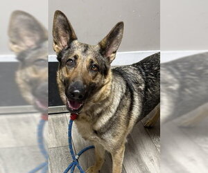 German Shepherd Dog Dogs for adoption in Redlands, CA, USA