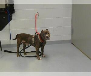 American Pit Bull Terrier Dogs for adoption in St. Cloud, FL, USA