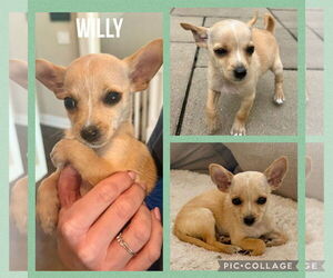 Chihuahua-Unknown Mix Dogs for adoption in Plainfield, IL, USA