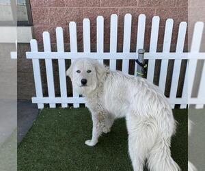 Great Pyrenees Dogs for adoption in Modesto, CA, USA