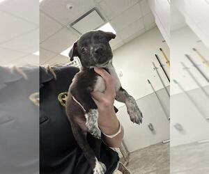 Medium Photo #1 Blue Lacy-Border Collie Mix Puppy For Sale in Rosenberg, TX, USA