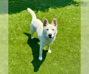 Siberian Husky Dogs for adoption in Salinas, CA, USA
