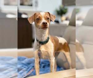 Chihuahua-Unknown Mix Dogs for adoption in Visalia, CA, USA