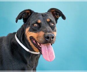 Doberman Pinscher Dogs for adoption in Pasadena, CA, USA
