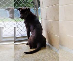 Labrador Retriever-Unknown Mix Dogs for adoption in Salisbury, NC, USA