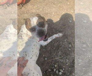 Boston Terrier-Unknown Mix Dogs for adoption in Fairfield, IL, USA