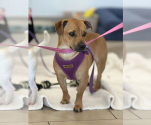 Chiweenie Dogs for adoption in San Jose, CA, USA
