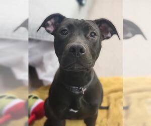 Mutt Dogs for adoption in Fort Wayne, IN, USA