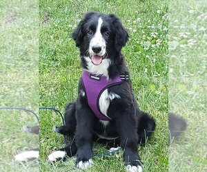 Bernese Mountain Dog-Unknown Mix Dogs for adoption in Brights Grove, Ontario, Canada