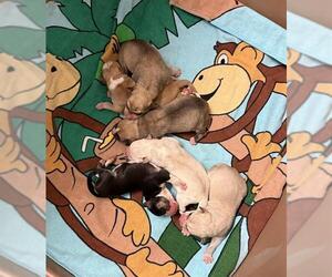 American Pit Bull Terrier-Unknown Mix Dogs for adoption in Riverside, CA, USA