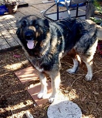 Leonberger-Unknown Mix Dogs for adoption in Valrico, FL, USA