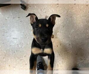 Chow Chow-Unknown Mix Dogs for adoption in Tulsa, OK, USA