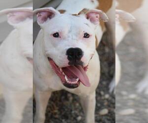 American Staffordshire Terrier Dogs for adoption in Waterloo, IA, USA