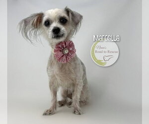 Maltese-Unknown Mix Dogs for adoption in Benton, LA, USA