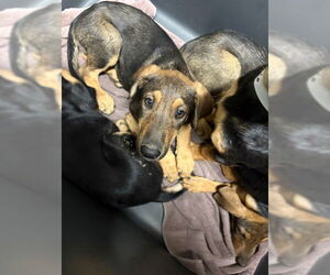 Doberman Pinscher-German Shepherd Dog Mix Dogs for adoption in Bakersfield, CA, USA