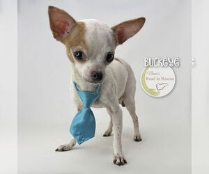 Chihuahua Dogs for adoption in Benton, LA, USA