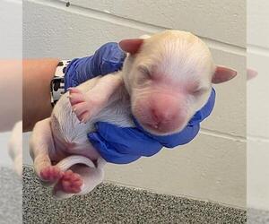 American Staffordshire Terrier-Unknown Mix Dogs for adoption in Houston, TX, USA