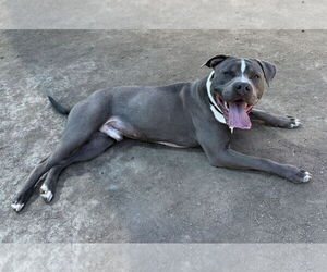 American Pit Bull Terrier Dogs for adoption in Virginia Beach, VA, USA