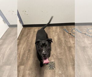 American Staffordshire Terrier-Labrador Retriever Mix Dogs for adoption in Aurora, IL, USA
