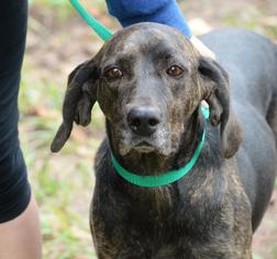 Plott Hound Dogs for adoption in Ashland, WI, USA