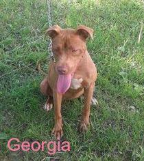 American Pit Bull Terrier-Unknown Mix Dogs for adoption in Fayette, MO, USA