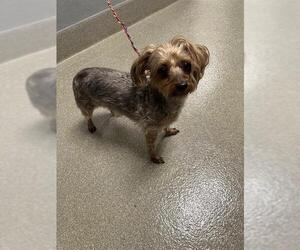 Mutt Dogs for adoption in Las Vegas, NV, USA