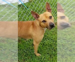 Rhodesian Ridgeback Dogs for adoption in Gainesville, FL, USA