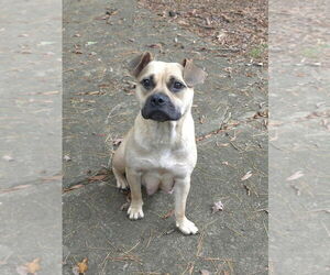 American French Bull Terrier Dogs for adoption in Raleigh, NC, USA