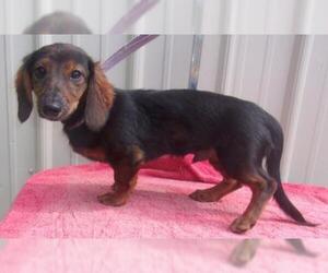 Dachshund Dogs for adoption in Mountain View, MO, USA