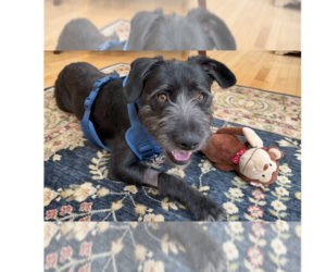Mutt Dogs for adoption in Greenbelt, MD, USA