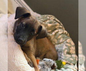 Mutt Dogs for adoption in Genesee, WI, USA