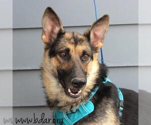 German Shepherd Dog Dogs for adoption in Cheyenne, WY, USA