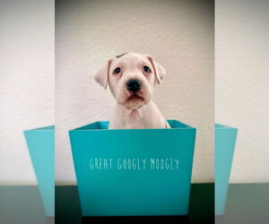 American Pit Bull Terrier-Unknown Mix Dogs for adoption in Sandy, UT, USA