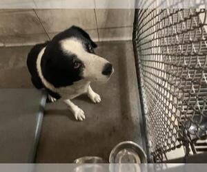 Border Collie-Unknown Mix Dogs for adoption in Stockton, CA, USA