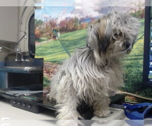 Maltese-Unknown Mix Dogs for adoption in Moreno Valley, CA, USA