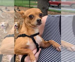 Chihuahua Dogs for adoption in Brookeville, MD, USA